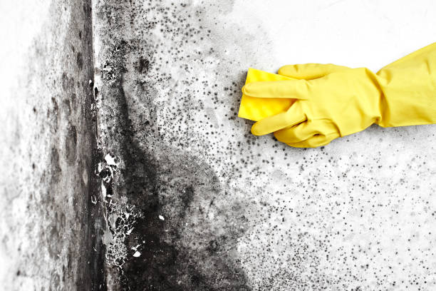 Best White Mold Remediation in Galax, VA