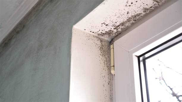 Best Mold Testing and Inspection Services in Galax, VA