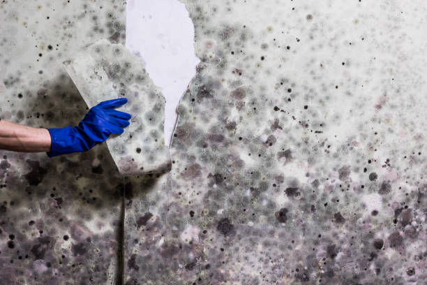 Best Emergency Mold Remediation in Galax, VA