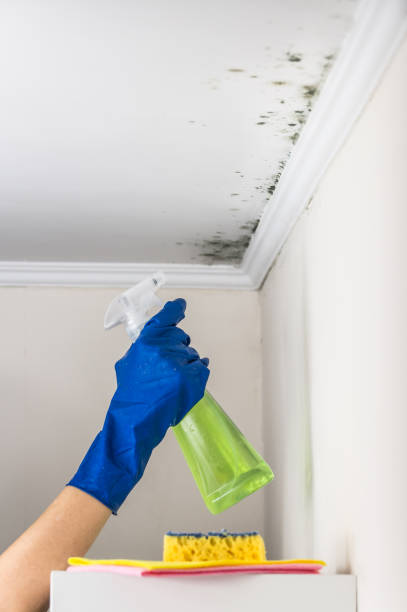 Best Commercial Mold Remediation in Galax, VA